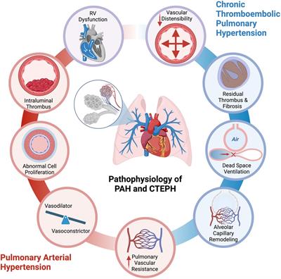 Cardiopulmonary exercise testing in pulmonary arterial hypertension and chronic thromboembolic pulmonary hypertension